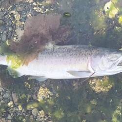 It's salmon spawning time - eagles were feasting