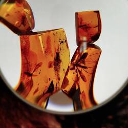 Libellen hat es auch erwischt