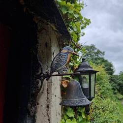 Cute kingfisher doorbell