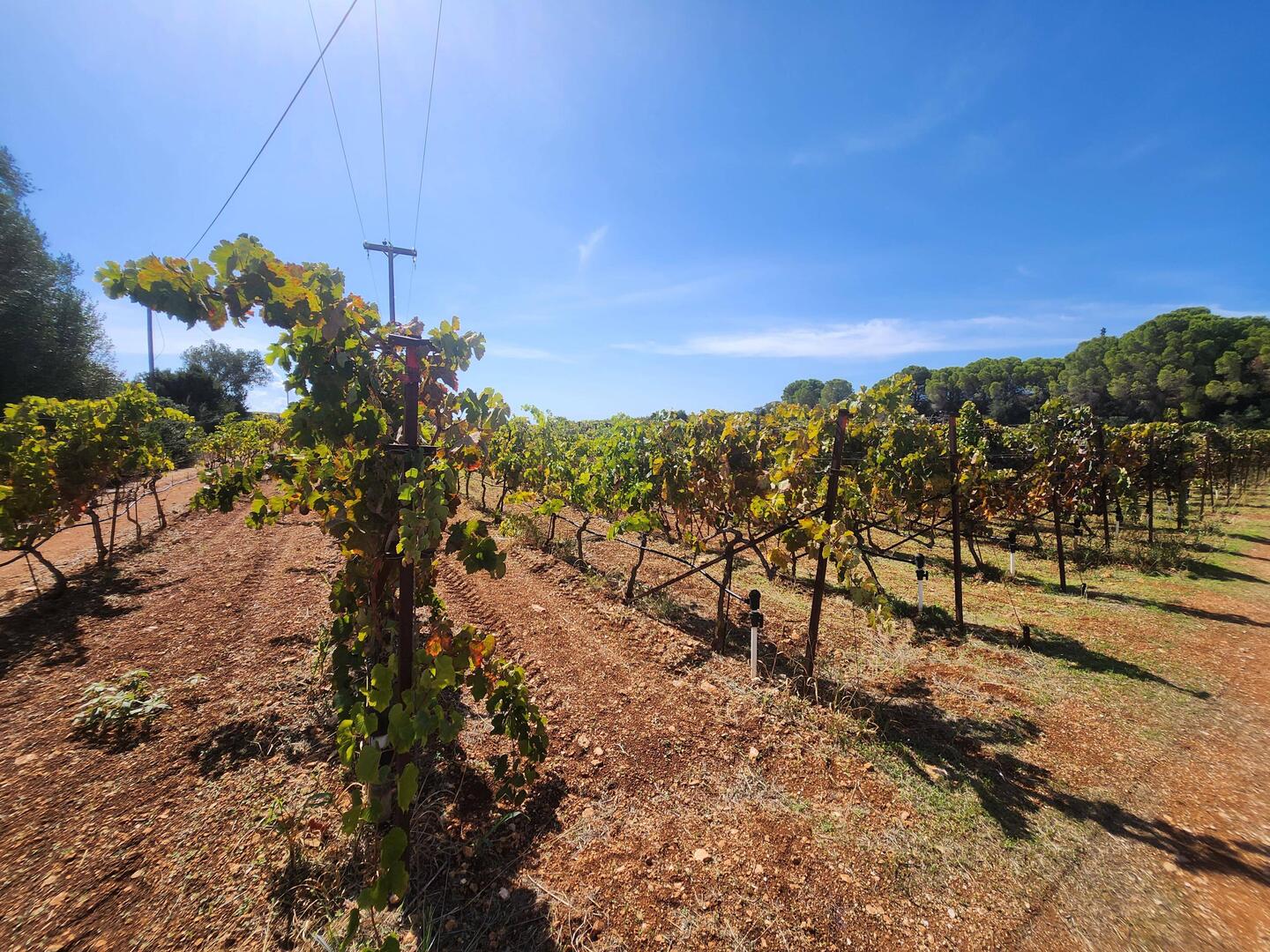 Gentilini Winery