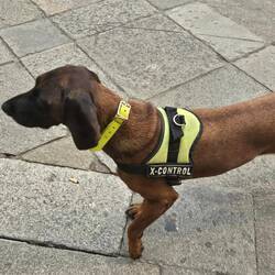 Dog waiting to go into the Tomb but not allowed