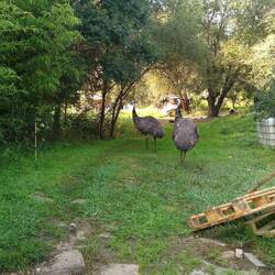The "Not wildlife".