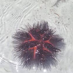 Seeigel...leuchtet blau in der Nacht bzw im dunkeln