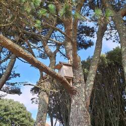 Hier sind die Vogelkästen in XXL