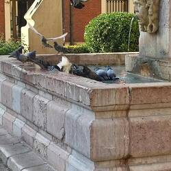 City bird watching