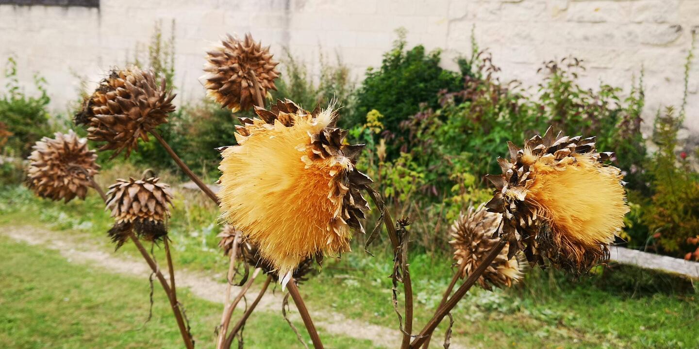 Herbstliche Artischockenblüte