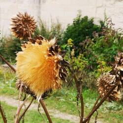 Herbstliche Artischockenblüte