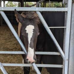 Shire Horse Foal