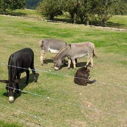 3 Donkeys and a foal. Is that a Gallagher Electric Fence?