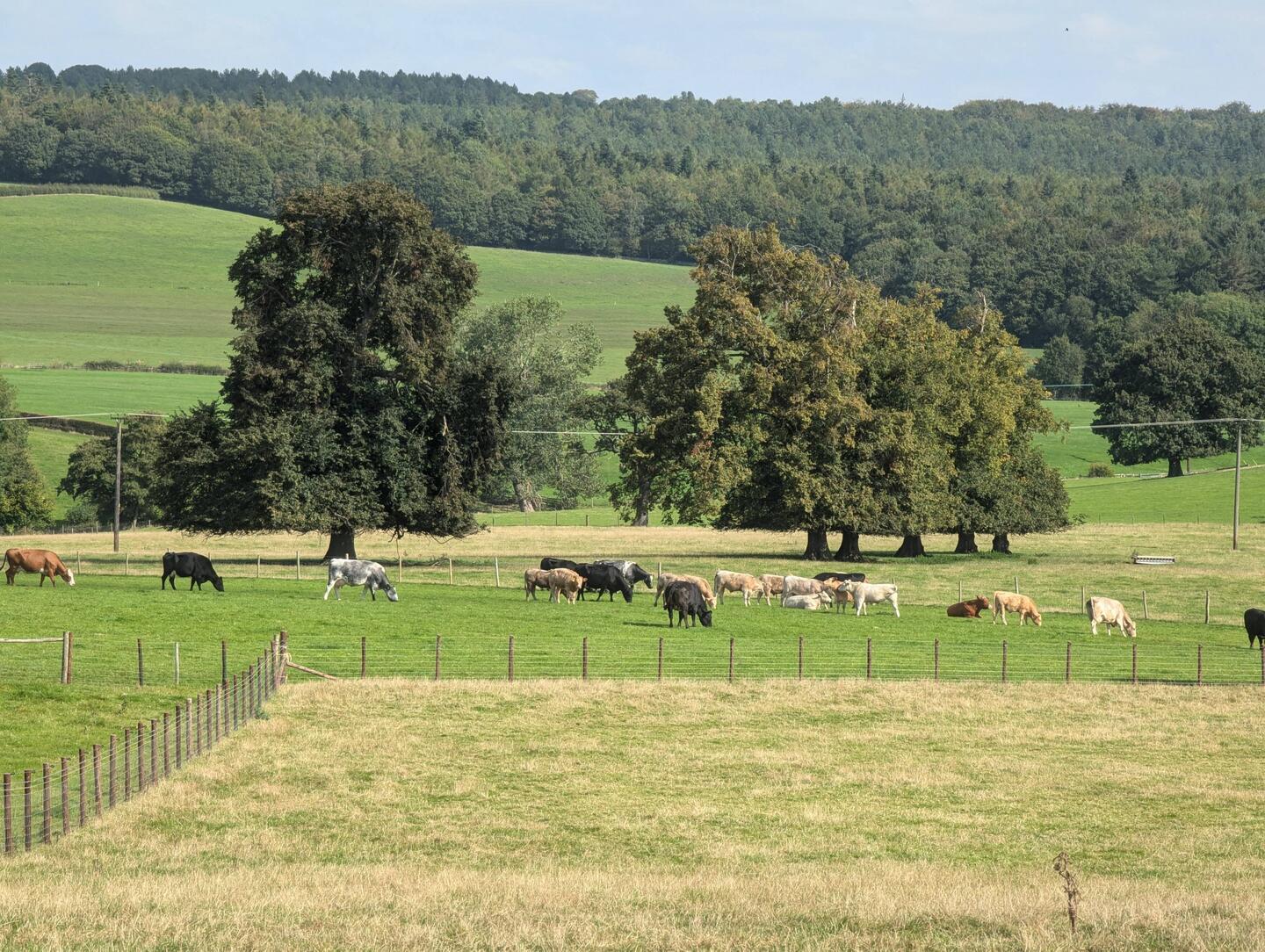 Shorthorns in the fields