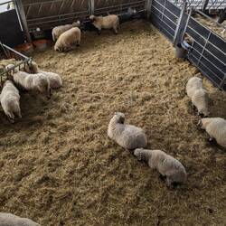 Some kind of sheep