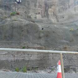 Katze versucht Tauben zu jagen