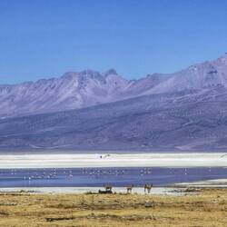 Vicunas und Flamingos sammelten sich in und um die Lagunen
