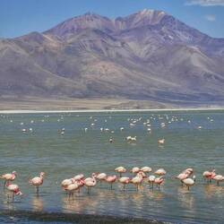 Am Flamingo-Aussichtspunkt sahen wir tausende der pinken Tierchen