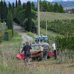 So many vineyards and they pick the grapes by hand