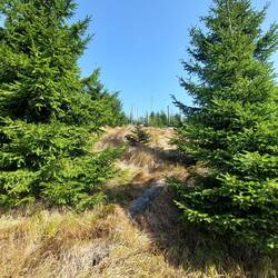 Die Fichten sind tot, es lebe die Tanne!