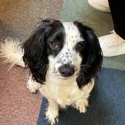 This is Gypsy who we met this morning- her owner was surprised she sat for and a photograph