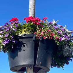 Gorgeous pots of flowers everywhere