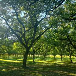 Typisch Périgord: die Walnuss-Plantagen