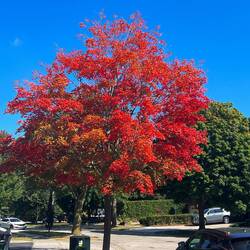 Indian Summer