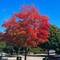 Indian Summer