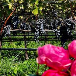 rote Rose und roter Wein