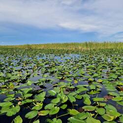 Landschaften der Everglades