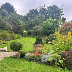 Garden with designer chickens