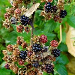 J'ai fait une cure encore aujourd'hui