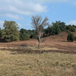 Hard life on sandy soil with nutrients swept away by rainwater