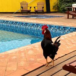 Die zweibeinige Legende Galinácio