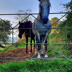 Beaucoup de chevaux encore ici