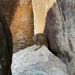 Rock Wallaby auf der Suche nach Essen 🦘