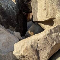 Baby Rock-Wallaby 😍🦘