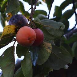 Persimmon trees