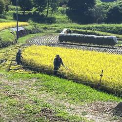 Rice being harvested