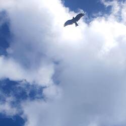 A black kite