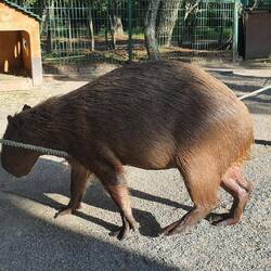 ein Schelm der Böses dabei denkt :-)