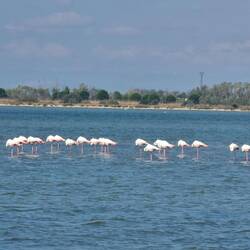Flamingos