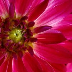 Buchstabe 1 Kästchen 4 ( Plural )