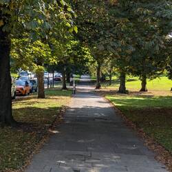 Trees in the Montpelier
