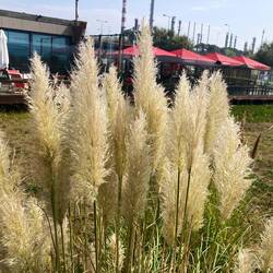 Pampas grass