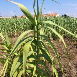 Giant reed