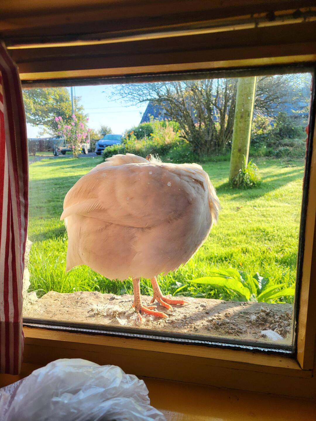 Chiep Chiep wohnt auf dem Fenster Sims