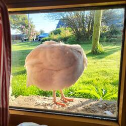 Chiep Chiep wohnt auf dem Fenster Sims