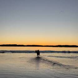 Moo, der Hund von Milou und Joris 😍
