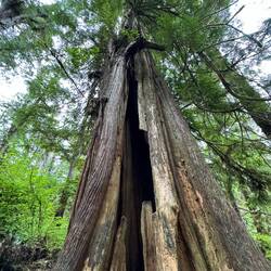 Beeindruckend diese RIESEN