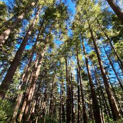 Sitka spruce