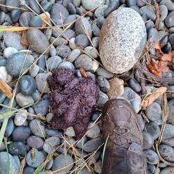 Bear poo