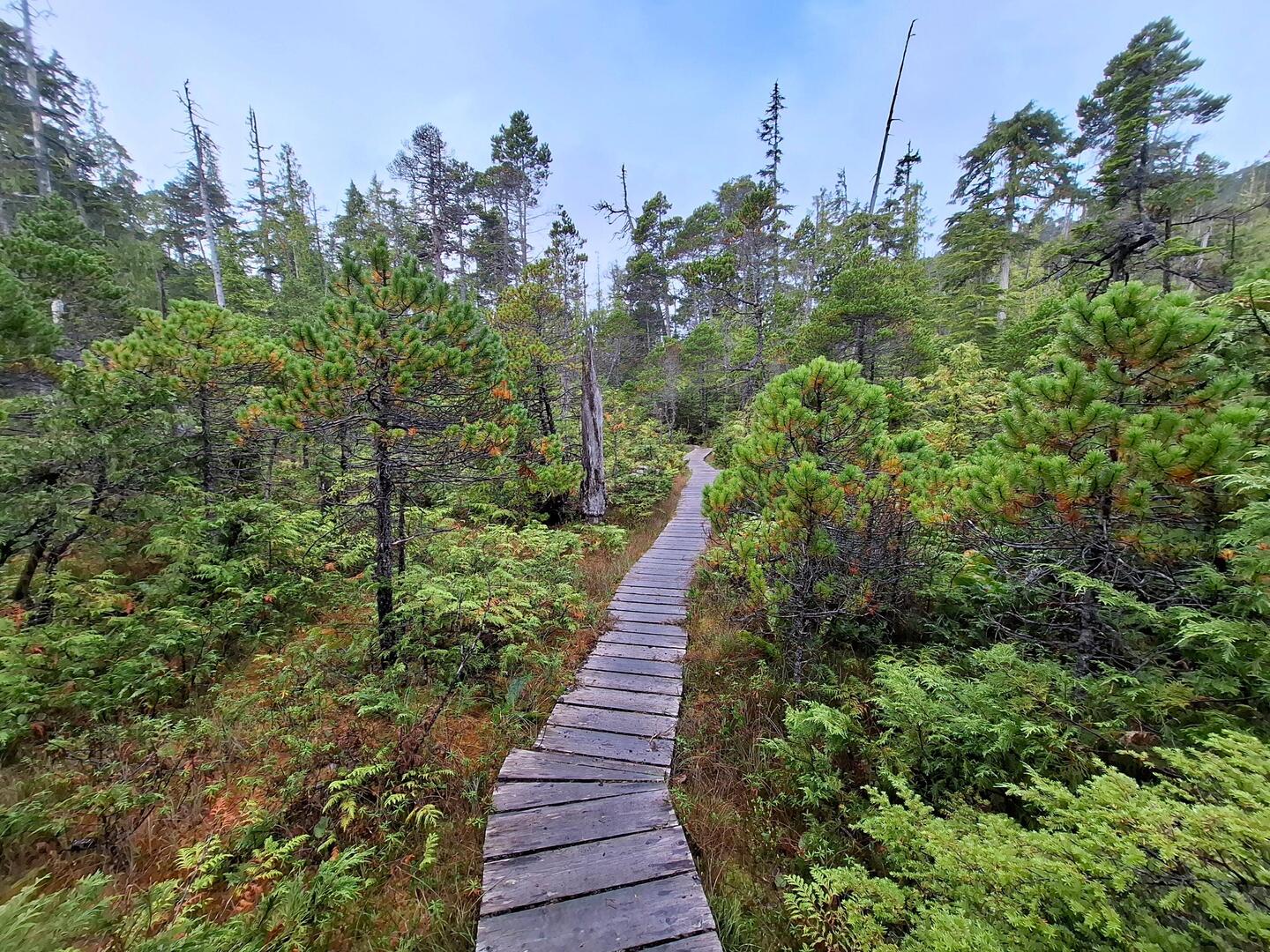 Upland bog